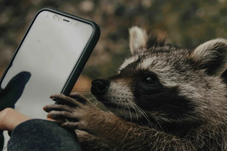 raccoon holding a phone - Call Leads Quickly — Some Stats and An Argument